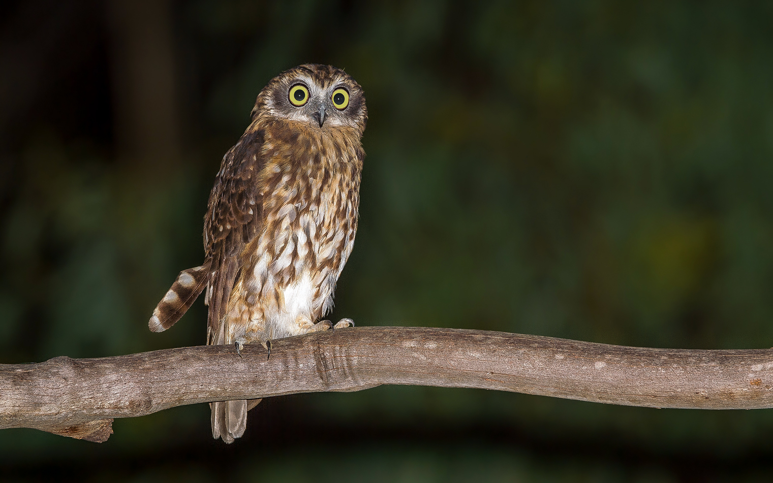 Southern Boobook (Owl) - Ark.au