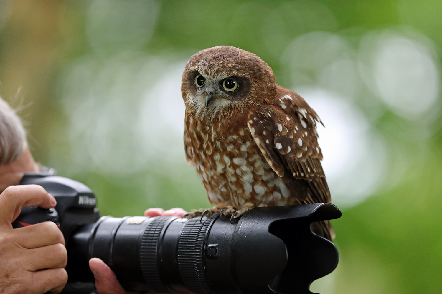 Southern Boobook (Owl) - Ninox boobook - Ark.au