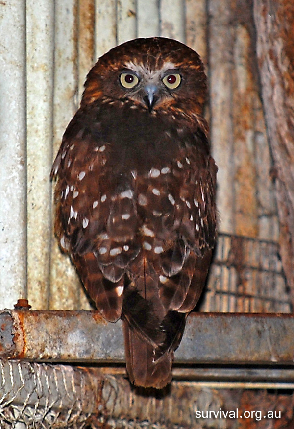 Southern Boobook (Owl) - Ninox boobook - Ark.au