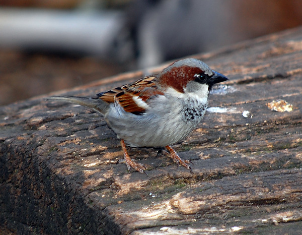 House Sparrow - Passer domesticus - Ark.au