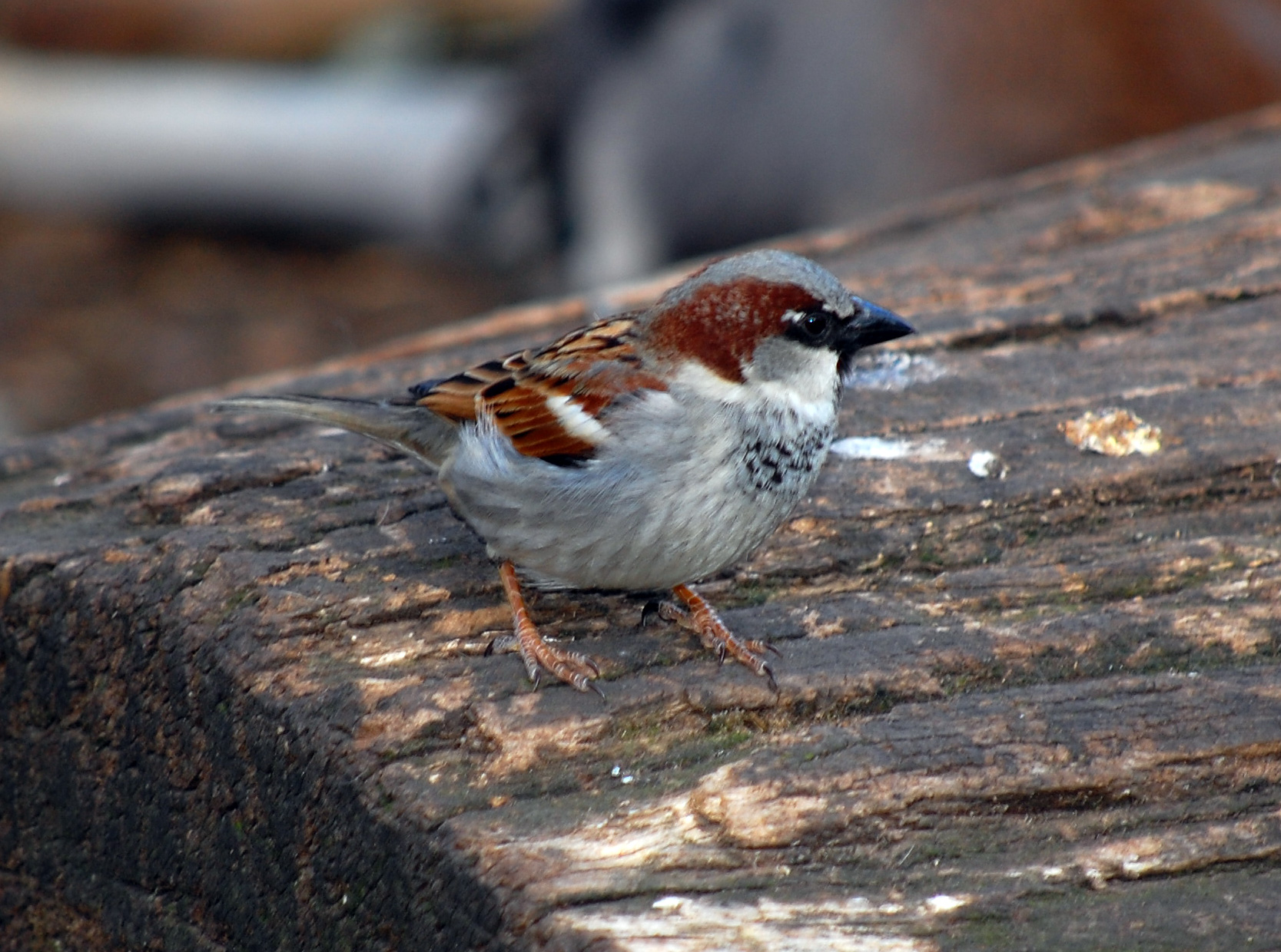 House Sparrow - Australian Birds - Ark.au