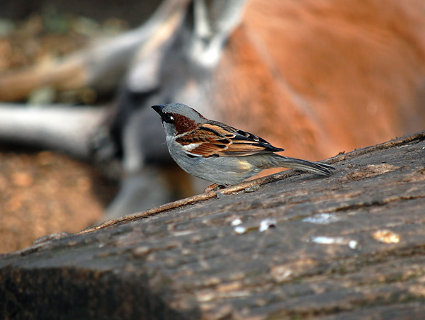 House Sparrow - Passer domesticus - Ark.au