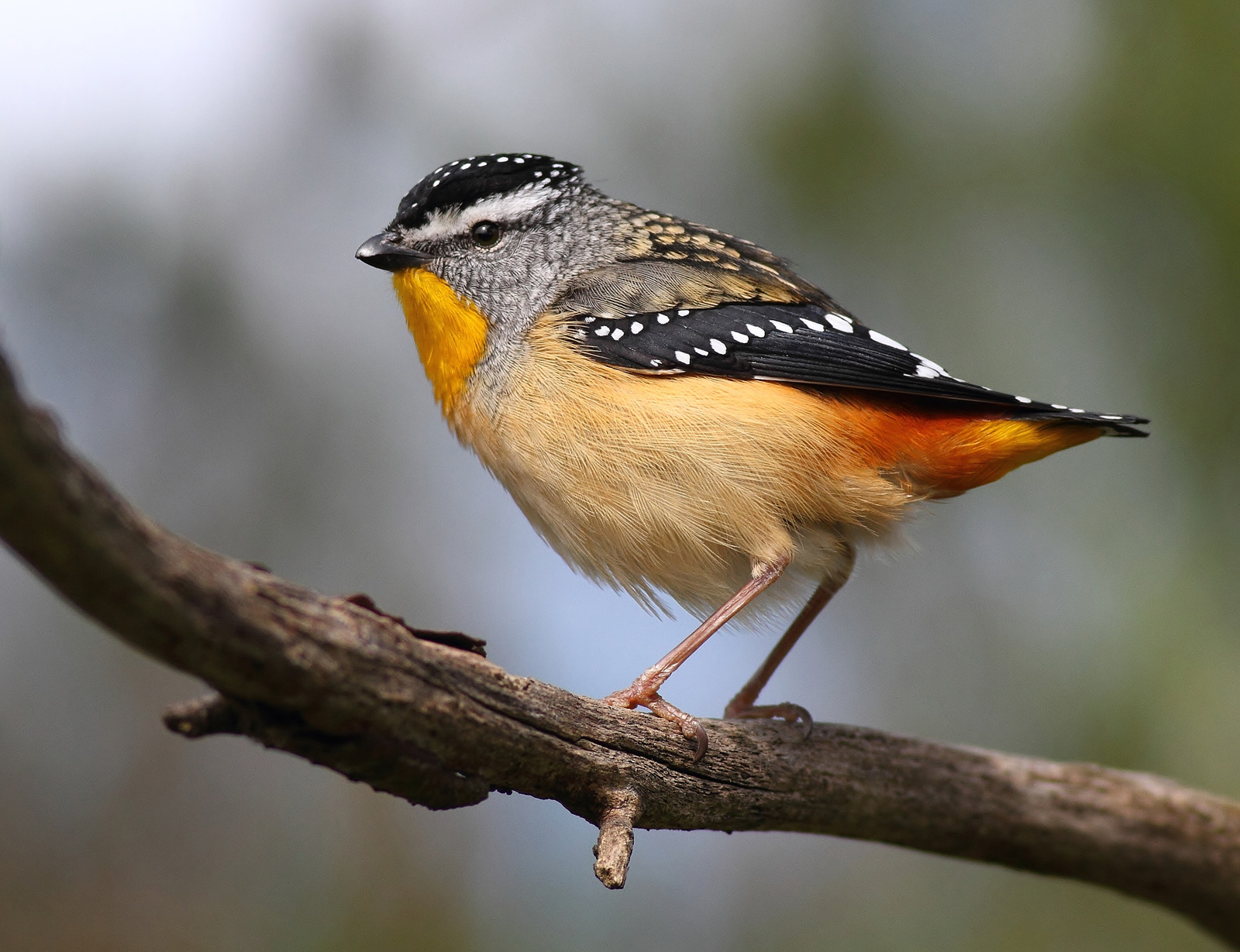 Spotted Pardalote - Ark.au