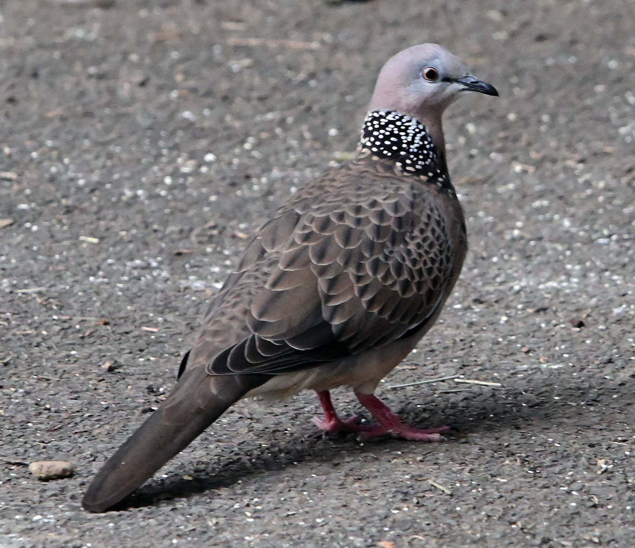 Spotted Turtle-Dove - Ark.au