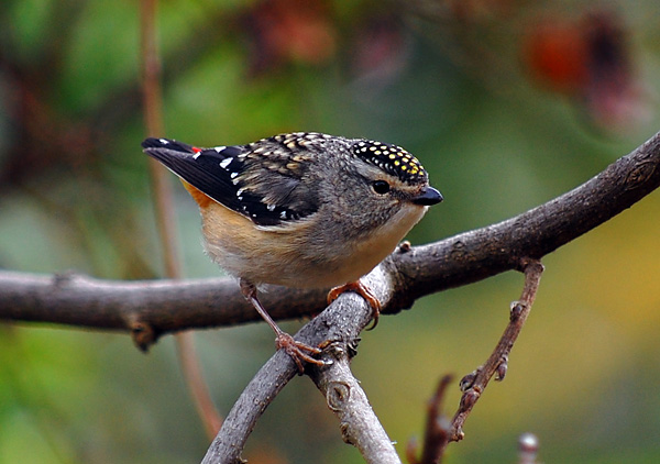 Spotted Pardalote - Pardalotus punctatus - Ark.au