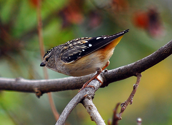 Spotted Pardalote - Pardalotus punctatus - Ark.au