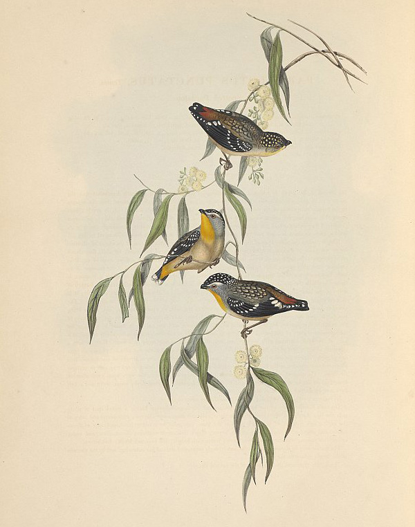 Spotted Pardalote - Pardalotus punctatus - Ark.au