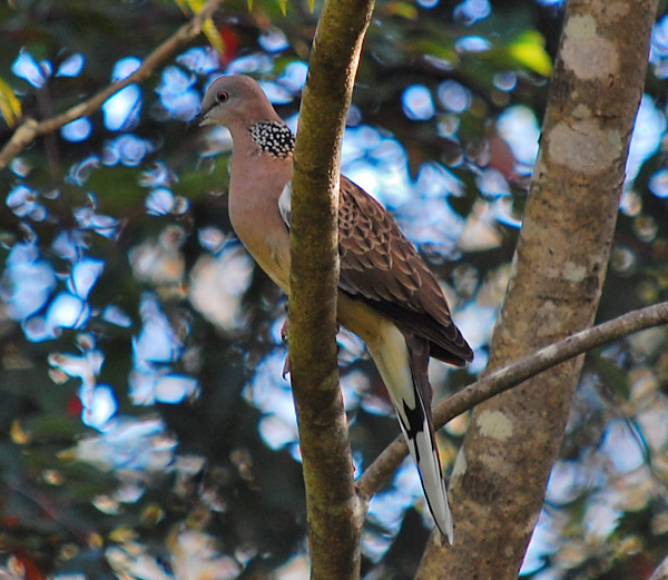 Spotted Turtle-Dove - Streptopelia chinensis - Ark.au