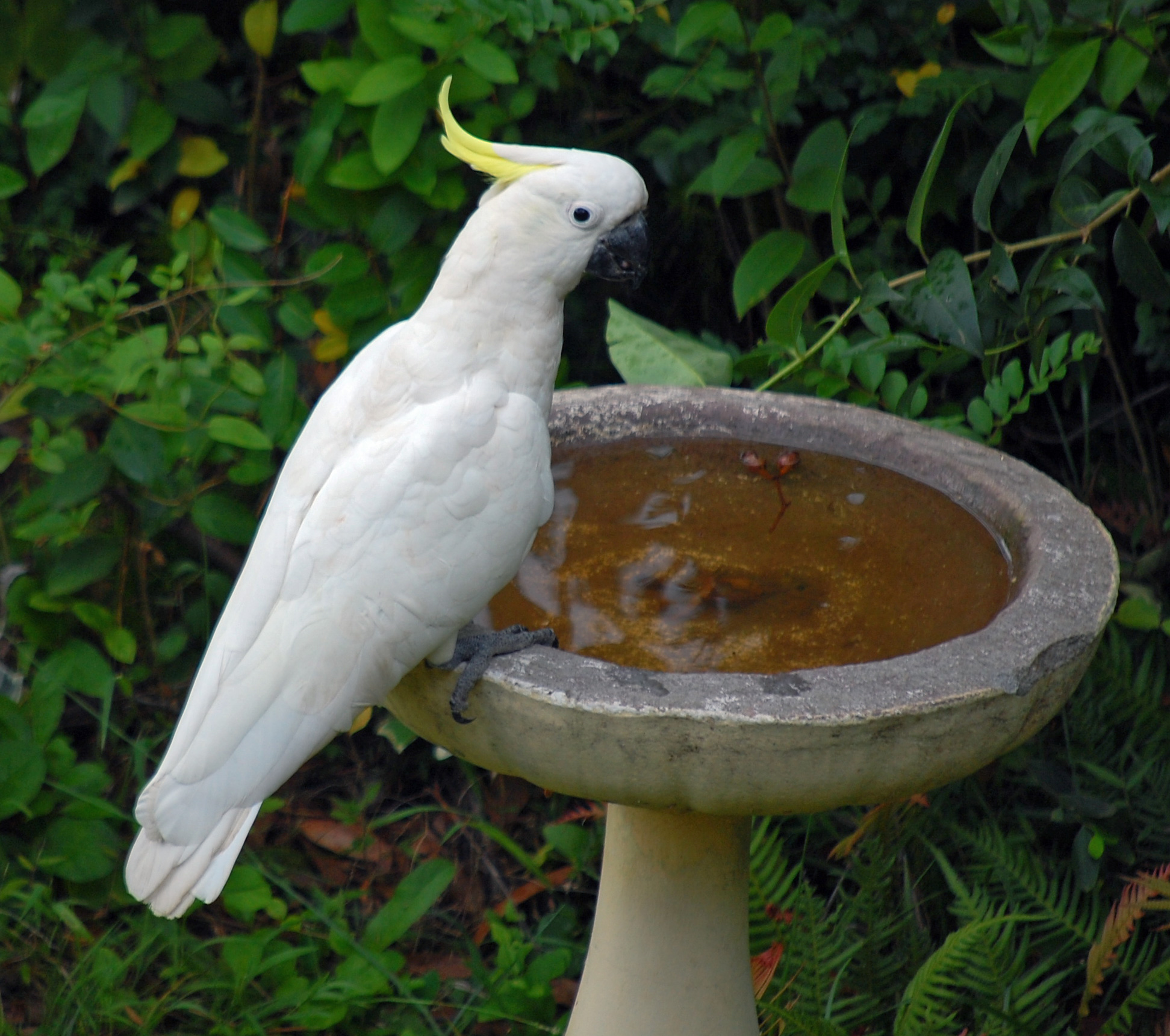 Sulphur-crested Cockatoo - Ark.au