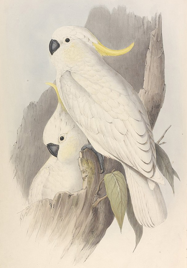 Sulphur-crested Cockatoo - Cacatua galerita - Ark.au