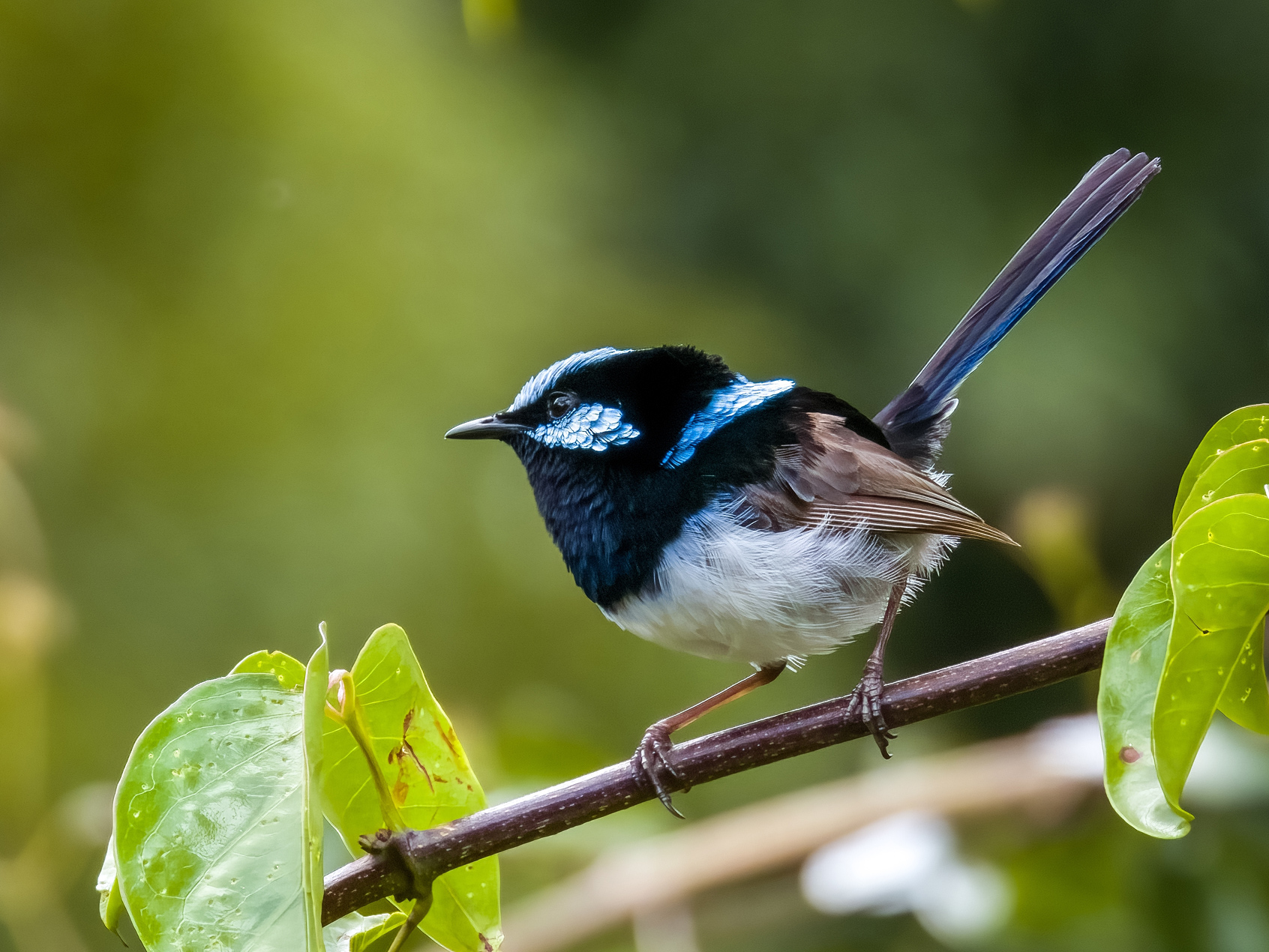 Superb Fairy-wren - Australian Birds - Ark.au