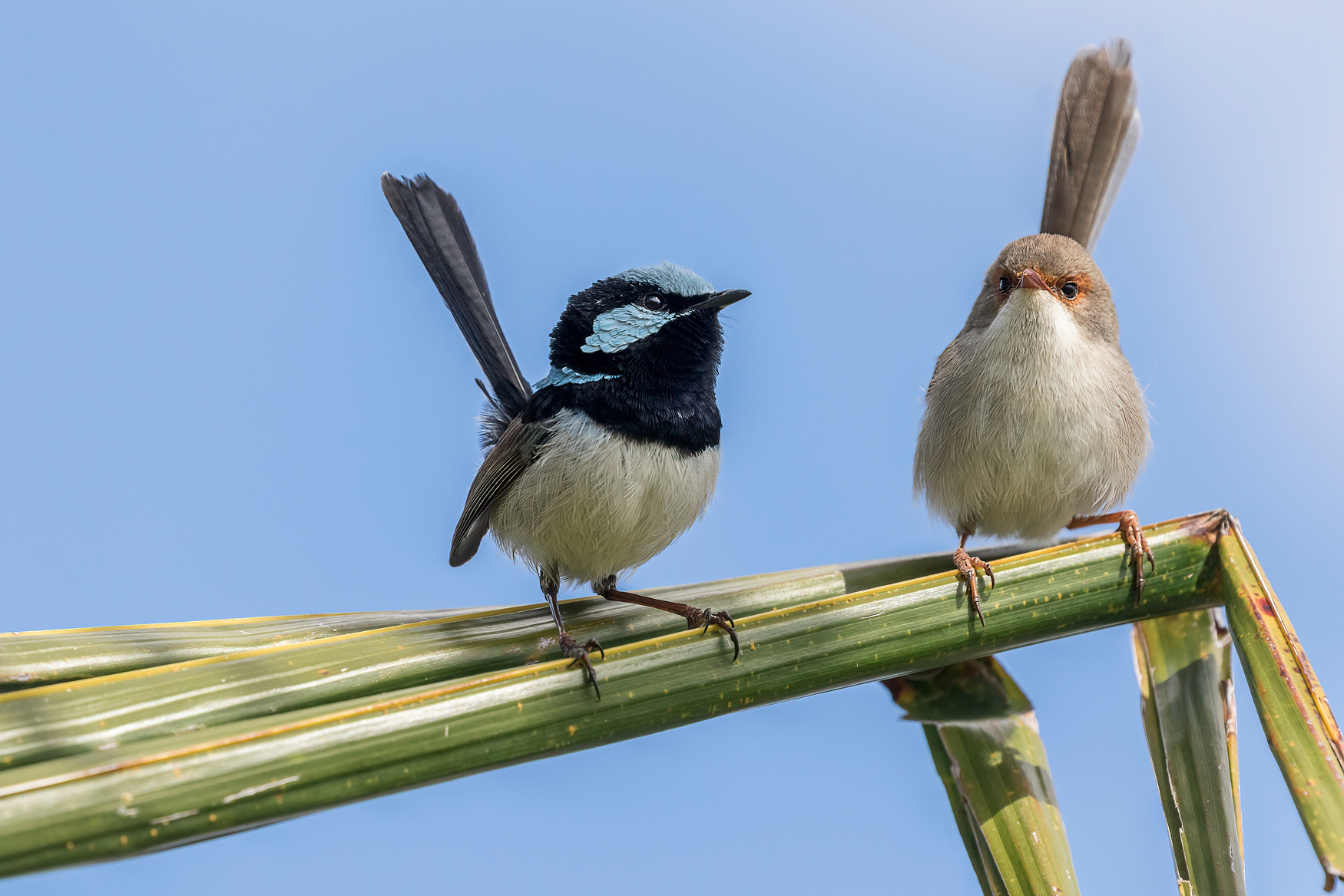 Superb Fairy-wren - Malurus cyaneus - Ark.au