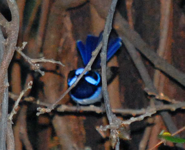 Superb Fairy-wren - Malurus cyaneus - Ark.au