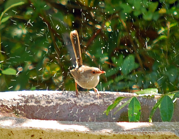 Superb Fairy-wren - Malurus cyaneus - Ark.au