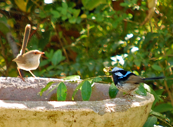 Superb Fairy-wren - Malurus cyaneus - Ark.au