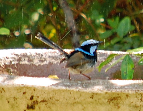 Superb Fairy-wren - Malurus cyaneus - Ark.au