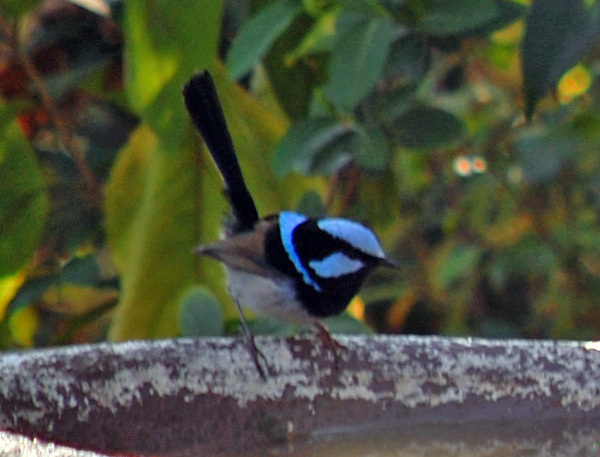 Superb Fairy-wren - Malurus cyaneus - Ark.au