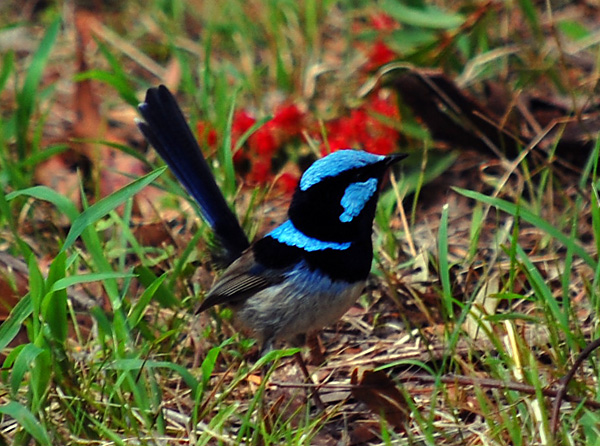 Superb Fairy-wren - Malurus cyaneus - Ark.au