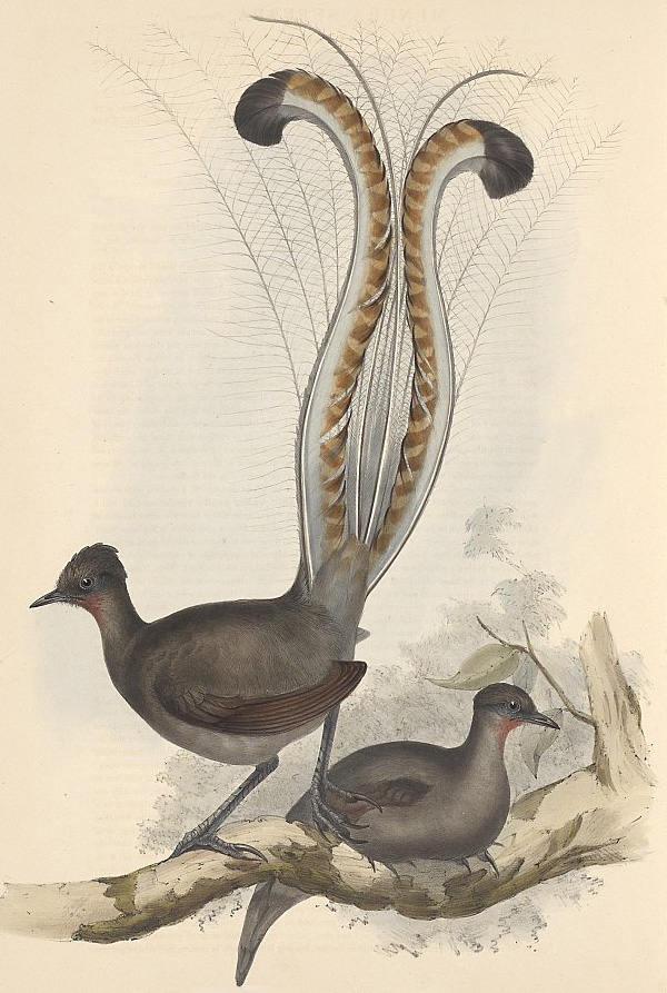 Superb Lyrebird - Menura alberti - Ark.au