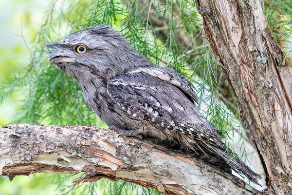 Tawny Frogmouth - Ark.au