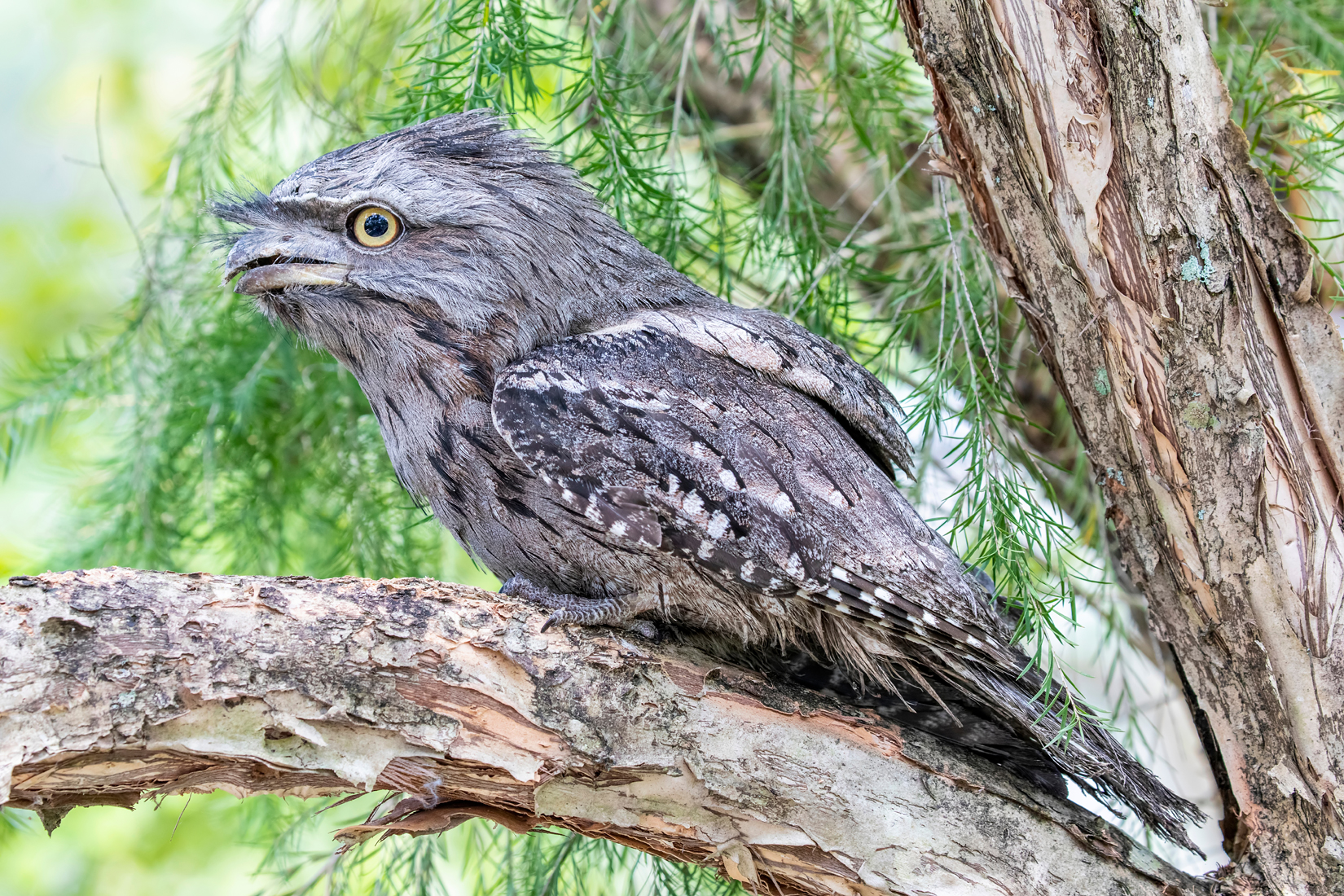 Tawny Frogmouth - Australian Birds - Ark.au