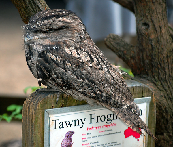 Tawny Frogmouth - Ark.au