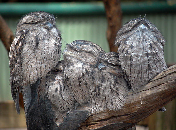 Tawny Frogmouth - Podargus strigoides - Ark.au