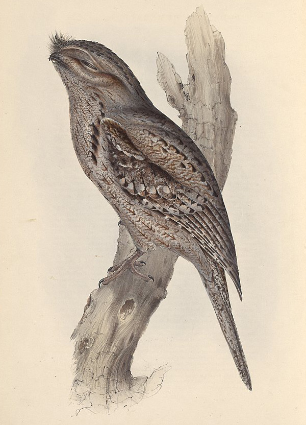 Tawny Frogmouth - Podargus strigoides - Ark.au