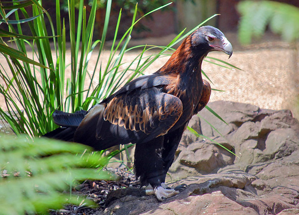 Wedge-tailed Eagle - Ark.au