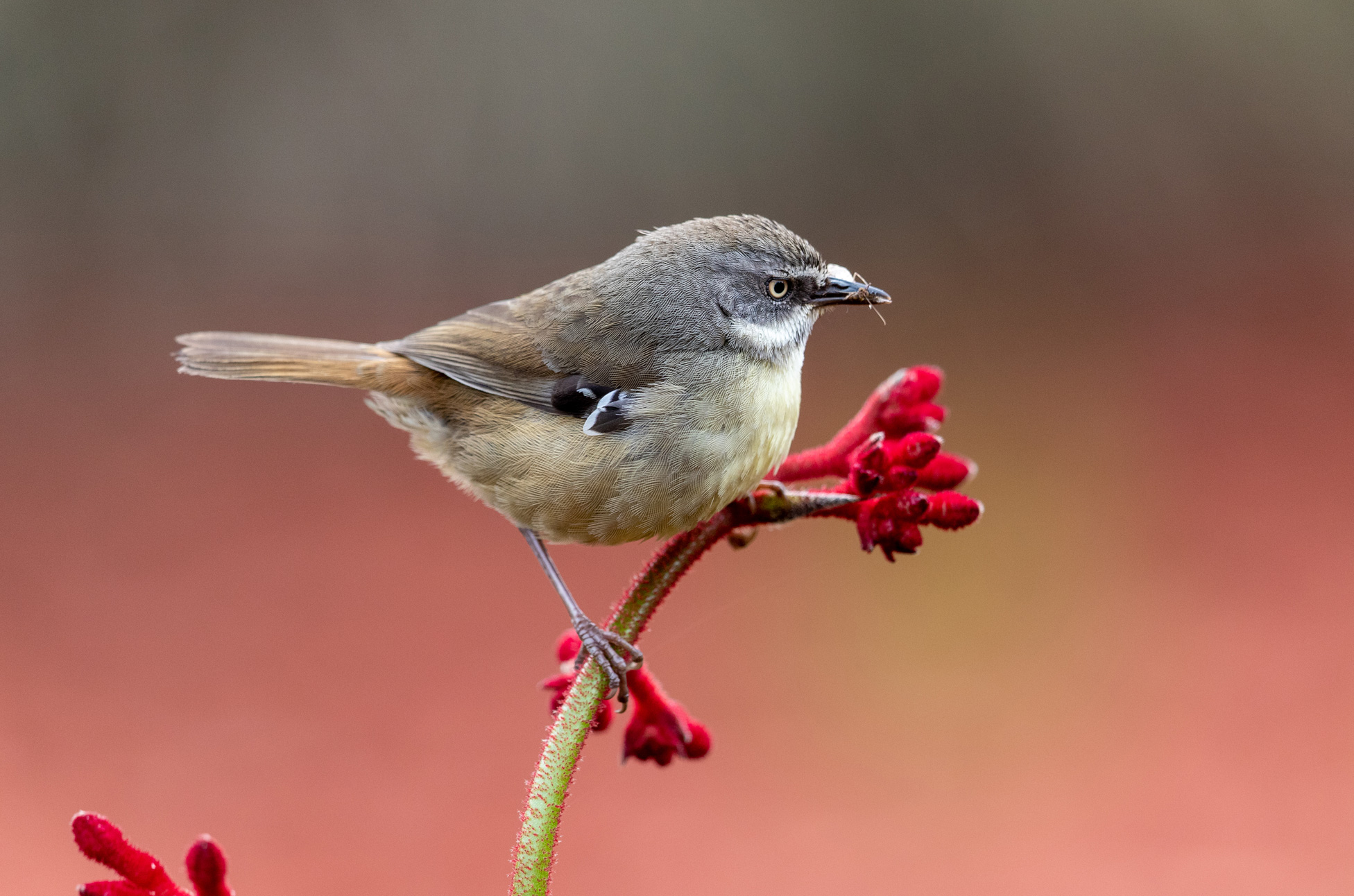 White-browed Scrubwren - Australian Birds - Ark.au