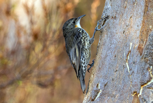 White-throated Treecreeper - Ark.au