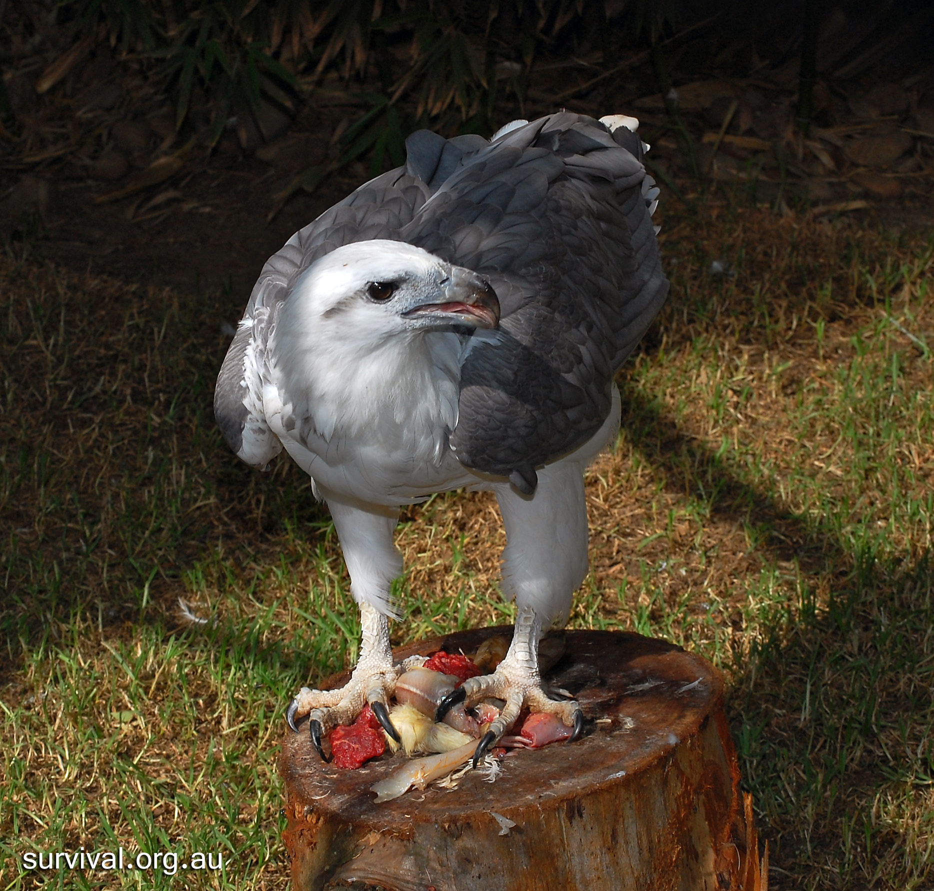 White-Bellied Sea-Eagle - Australian Birds - Ark.au