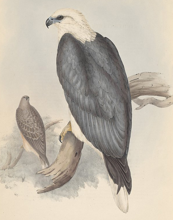 White-Bellied Sea-Eagle - Haliaeetus leucogaster - Ark.au