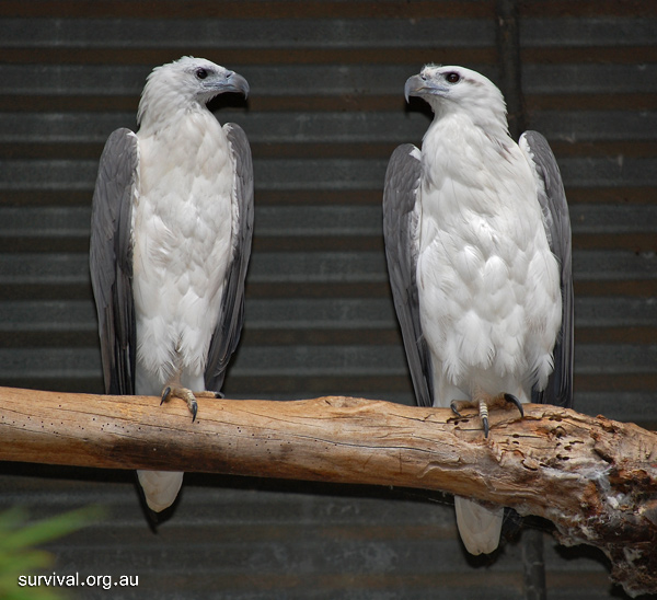 White-Bellied Sea-Eagle - Haliaeetus leucogaster - Ark.au