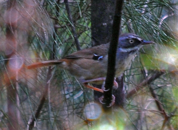 White-browed Scrubwren - Sericornis frontalis - Ark.au