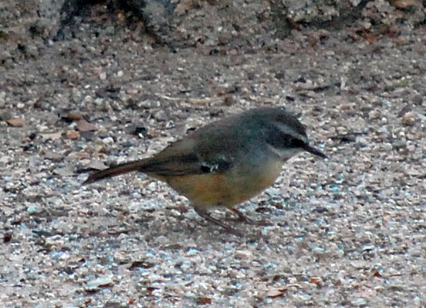 White-browed Scrubwren - Sericornis frontalis - Ark.au