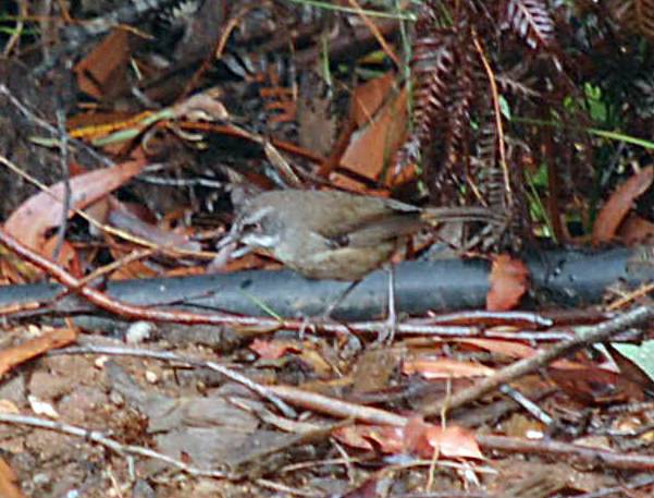 White-browed Scrubwren - Sericornis frontalis - Ark.au