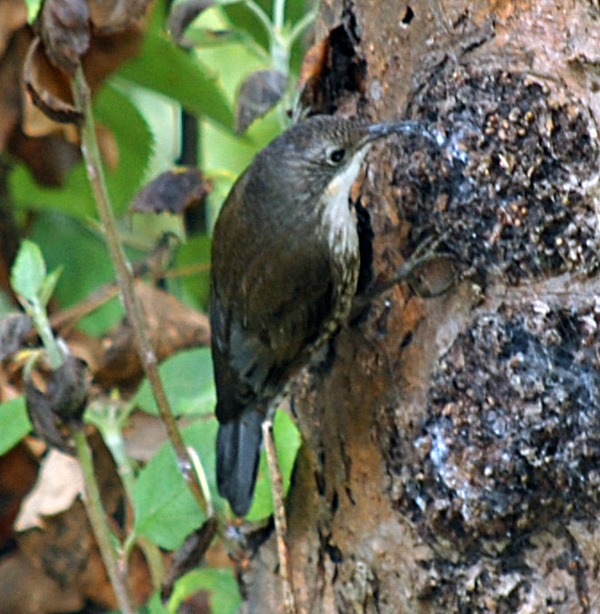 White-throated Treecreeper - Cormobates leucophaeus - Ark.au