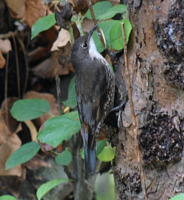 White-throated Treecreeper - Cormobates leucophaeus - Ark.au