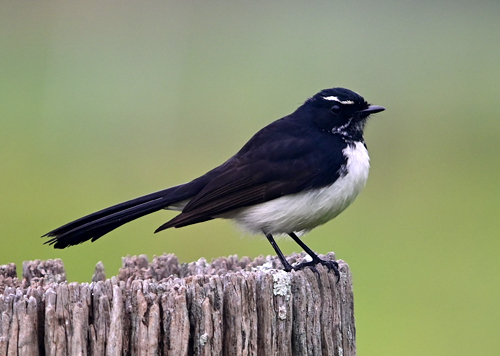 Willie Wagtail - Ark.au