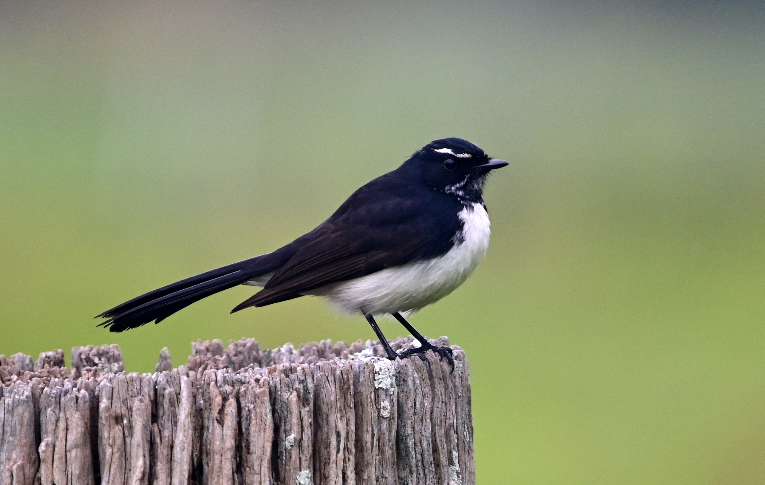 Willie Wagtail - Australian Birds - Ark.au