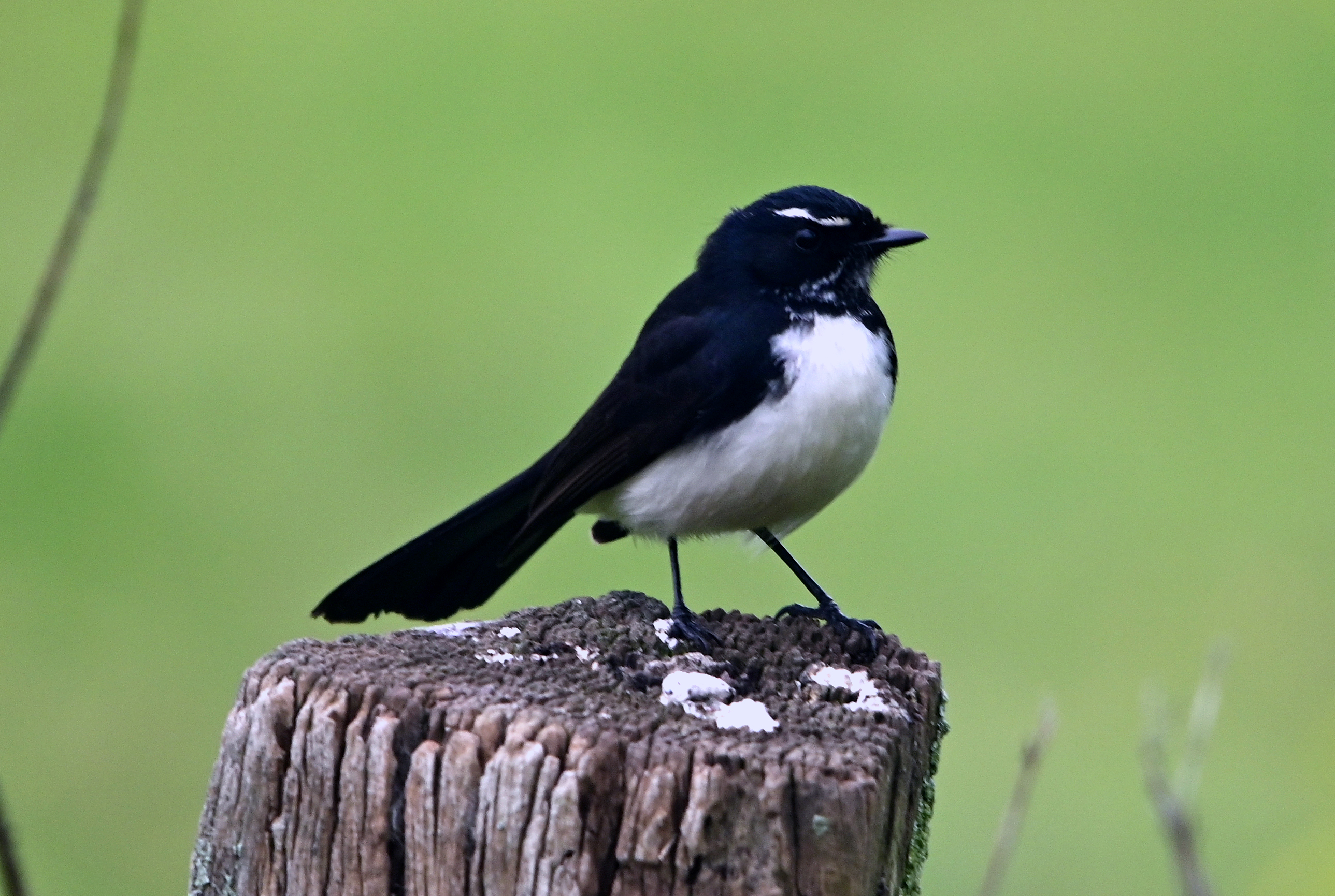 Willie Wagtail - Rhipidura leucophrys - Ark.au