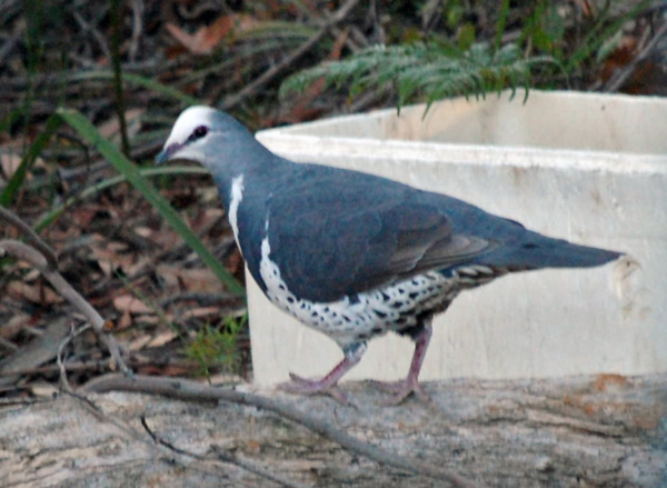 Wonga Pigeon - Australian Birds - Ark.au