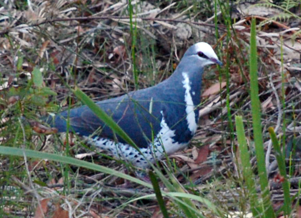 Wonga Pigeon - Leucosarcia melanoleuca - Ark.au