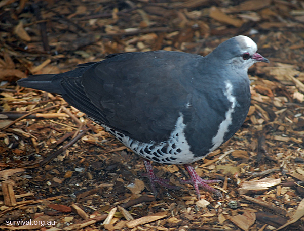 Wonga Pigeon - Leucosarcia melanoleuca - Ark.au