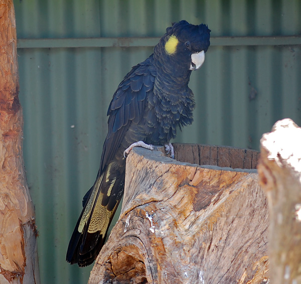 Yellow-Tailed Black-Cockatoo - Ark.au