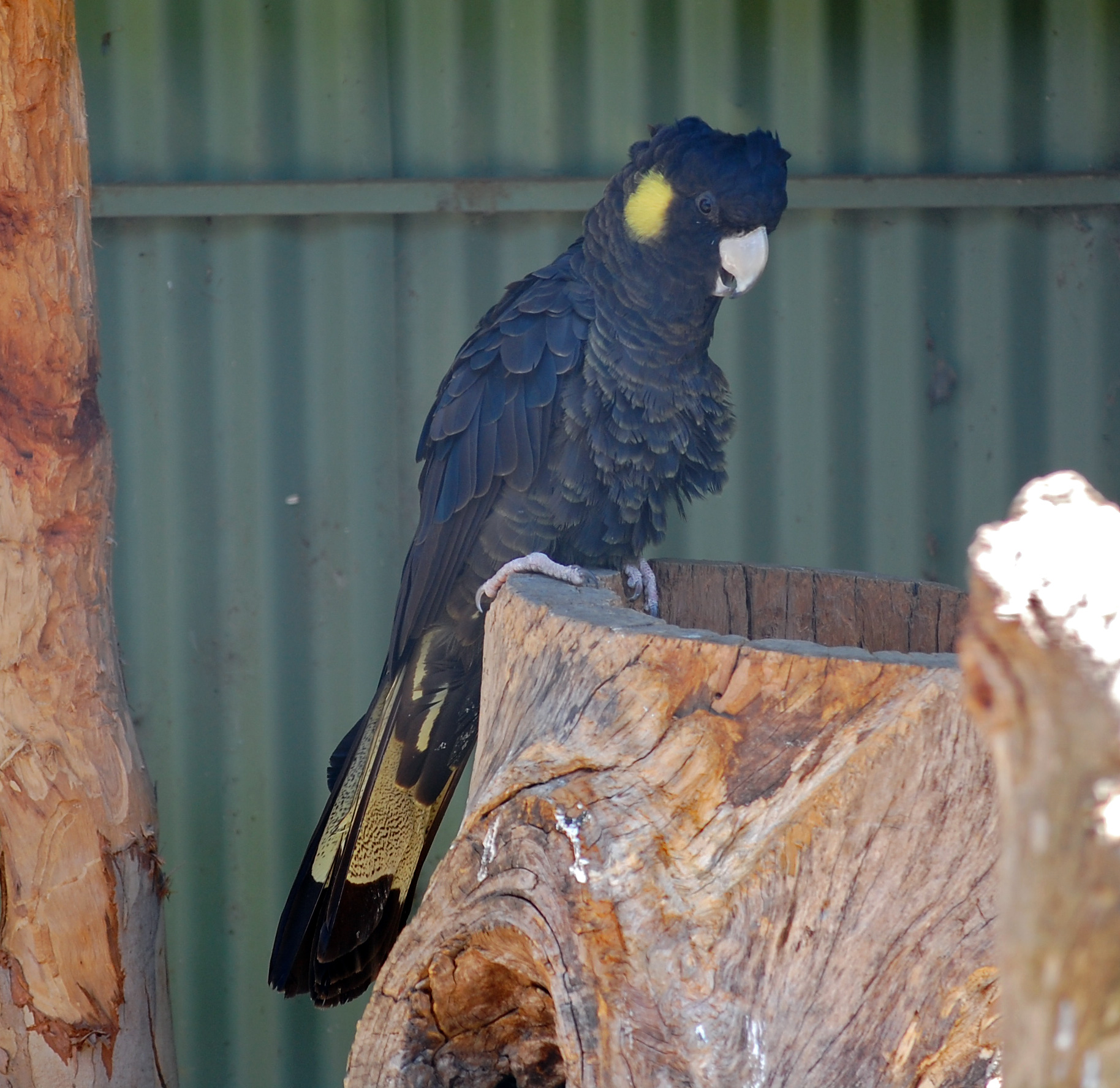 Yellow-Tailed Black-Cockatoo - Australian Birds - Ark.au