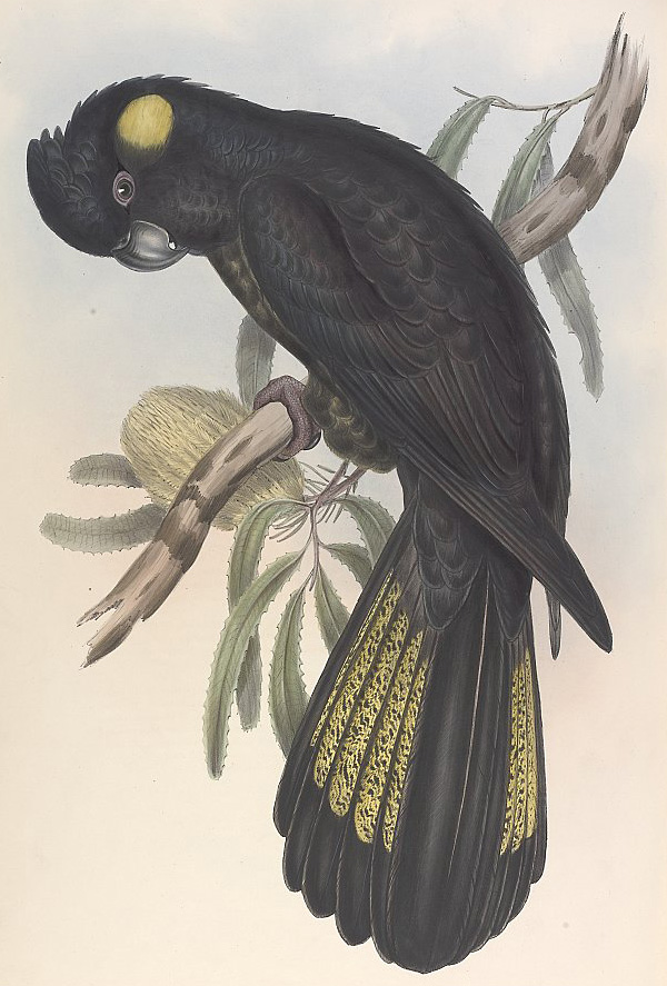 Yellow-Tailed Black-Cockatoo - Calyptorhynchus lathami - Ark.au