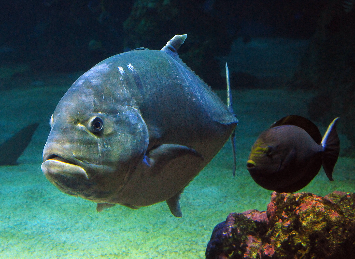 Giant Trevally - Caranx ignobilis - Ark.au