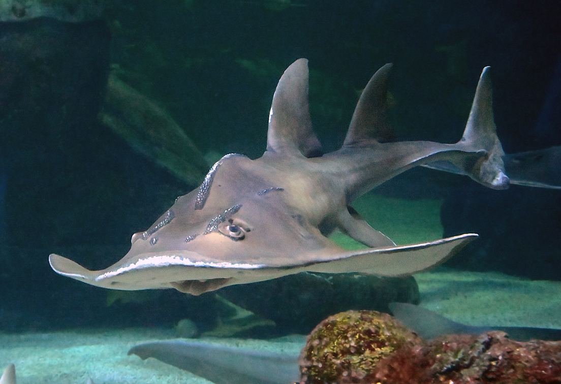 Shark Ray - Rhina ancylostoma - Ark.au